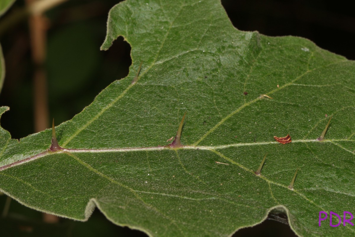 Solanum torvum Sw.